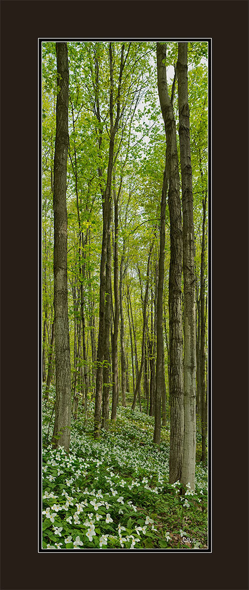 Vertical Trilliums Panoramic